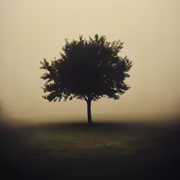 tree in field with fog on a sunny day
