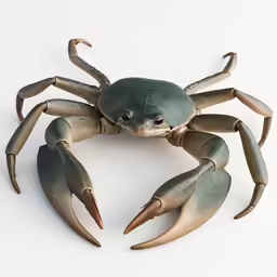 a green crab that is standing up on a white surface