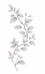 the branch with white leaves is shown on the left side of the image