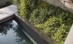 green plants growing on a wall near water