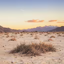 a small brushy plant in a desert area