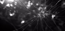 black and white photo of the center of a spider web
