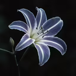 a purple and white flower that is blooming