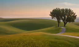 a grassy hill has a tree and a dirt path in the distance