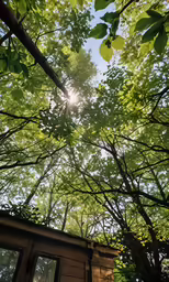 view through the leaves of the trees to the sun peaking into the sky