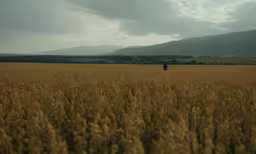 an empty field with some grass in it