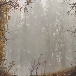 trees are in the woods while the fog is covering them