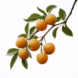 an orange is growing on a branch with green leaves