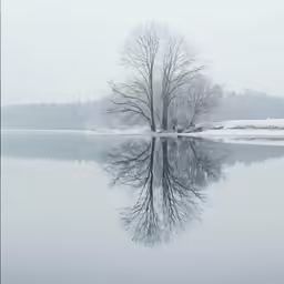 a snow - covered tree sits on the edge of the lake