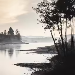 a scenic view of a forest and water