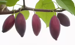two berry shaped fruits hanging on a branch with leaves