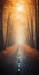 a rural road with trees that have been filled in fall colors
