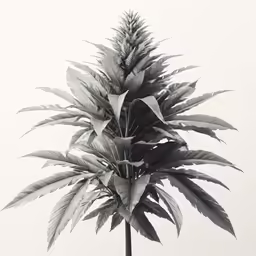 black and white photograph of a plant on white