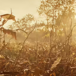 a leafy bush with the sun peaking through the trees