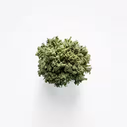 green plant against a white background with only one green leaf