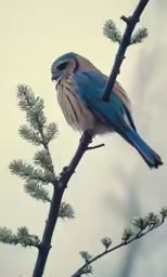 the blue bird is perched on a tree branch