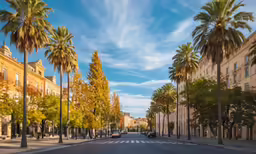 a palm tree lined street with lots of traffic
