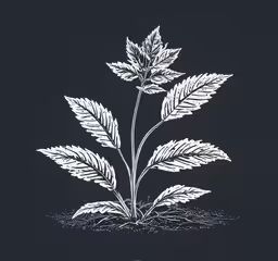 the leaves of a plant in white color on black background,a white plant sitting on top of a dirt covered ground
