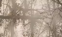 the view of trees through a misty window