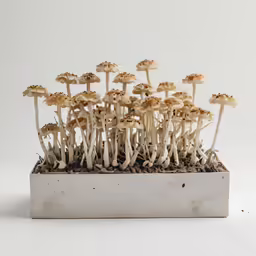 a bunch of mushrooms growing from dirt on white background