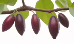 a close up of a tree with many fruits hanging on it