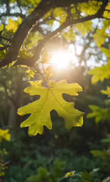 an oak leaf with the sun shining through it