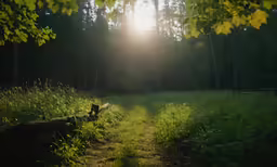 a path through some tall grass near trees