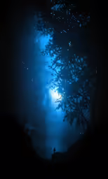 the silhouette of a tree against a night sky