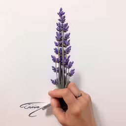a drawing with an ink pen and a flower on it,a hand is writing a flower on a piece of paper,a hand holding up lavender flowers on a white paper,a hand holding a pen and pointing to the plant,a woman holds a small bouquet of lavender flowers on a white card