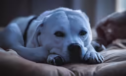 a dog is lying on the floor and looking at the camera