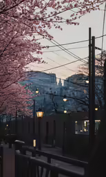 people walk through the blossoming trees and buildings in the distance