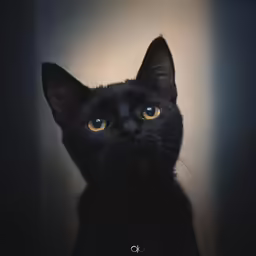a black cat with blue eyes sitting in a room