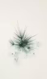 an abstract image with a spiky weed in the middle