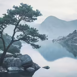 a lone pine tree next to the water