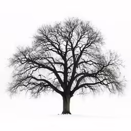 tree without leaves in winter against the sky