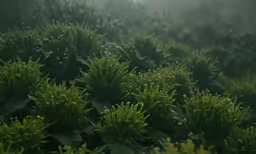 some bushy green plants in the foggy weather