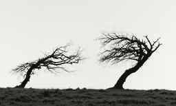 there are two tall trees on the hill