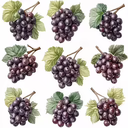 a grape cluster drawn in colored pencil