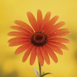 a big flower that is sitting in front of the camera