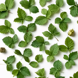 a photo of the green leaves and buds of a blackberry tree