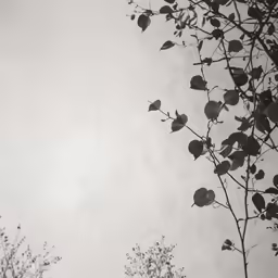 branches, leaves and sky against cloudy grey sky