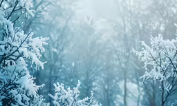 a frosty winter scene with snow - covered trees