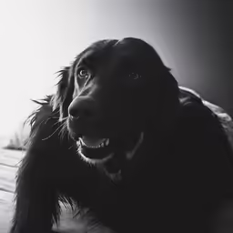a dog lying down on the bed smiling