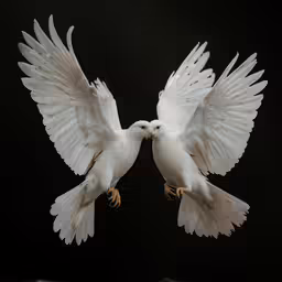 two white birds are flying side by side