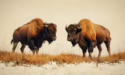 two bisons walking in a field during the day
