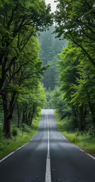 a lonely road has just been cleared and the forest is full