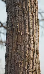 bark textures are on the tree, with brown leaves