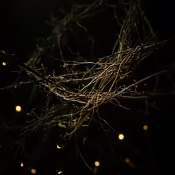 light shining down on branches and yellow bocks