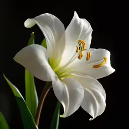 white flower on the black background with leaves