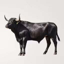 a black bull with horns looking down from the ceiling